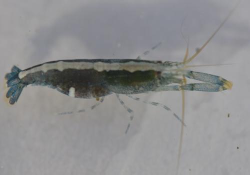 Athanas nitescens